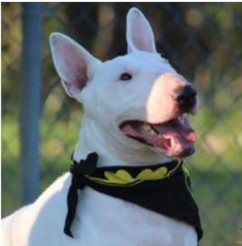 Pet Raw Food Intolerance Test (Dogs & Cats) 5Strands