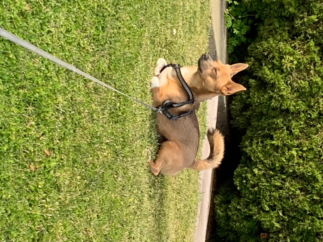 Salmon Jerky For Dogs Carolina Prime Pet