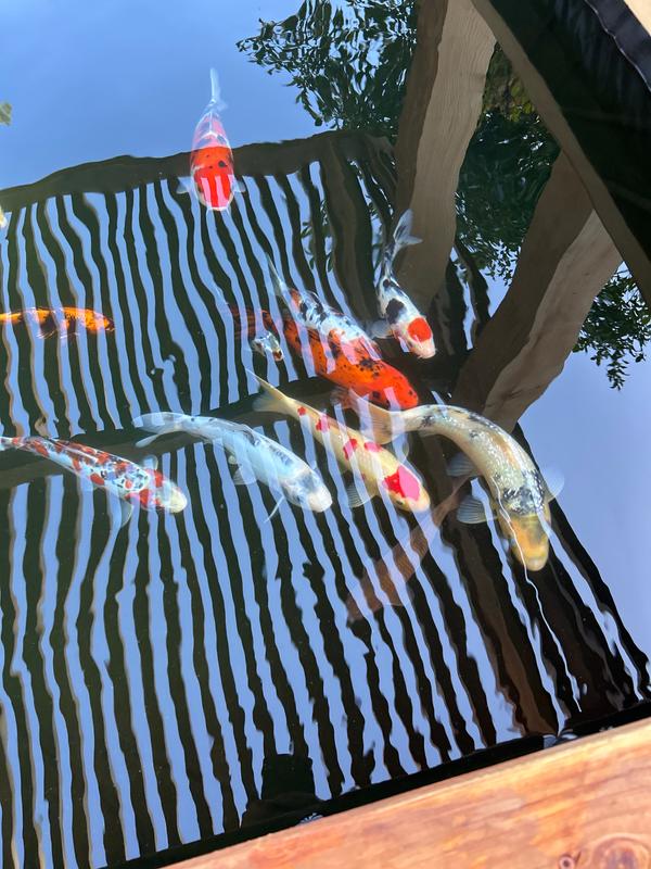 Koi Snow Globe – CoolSnowGlobes