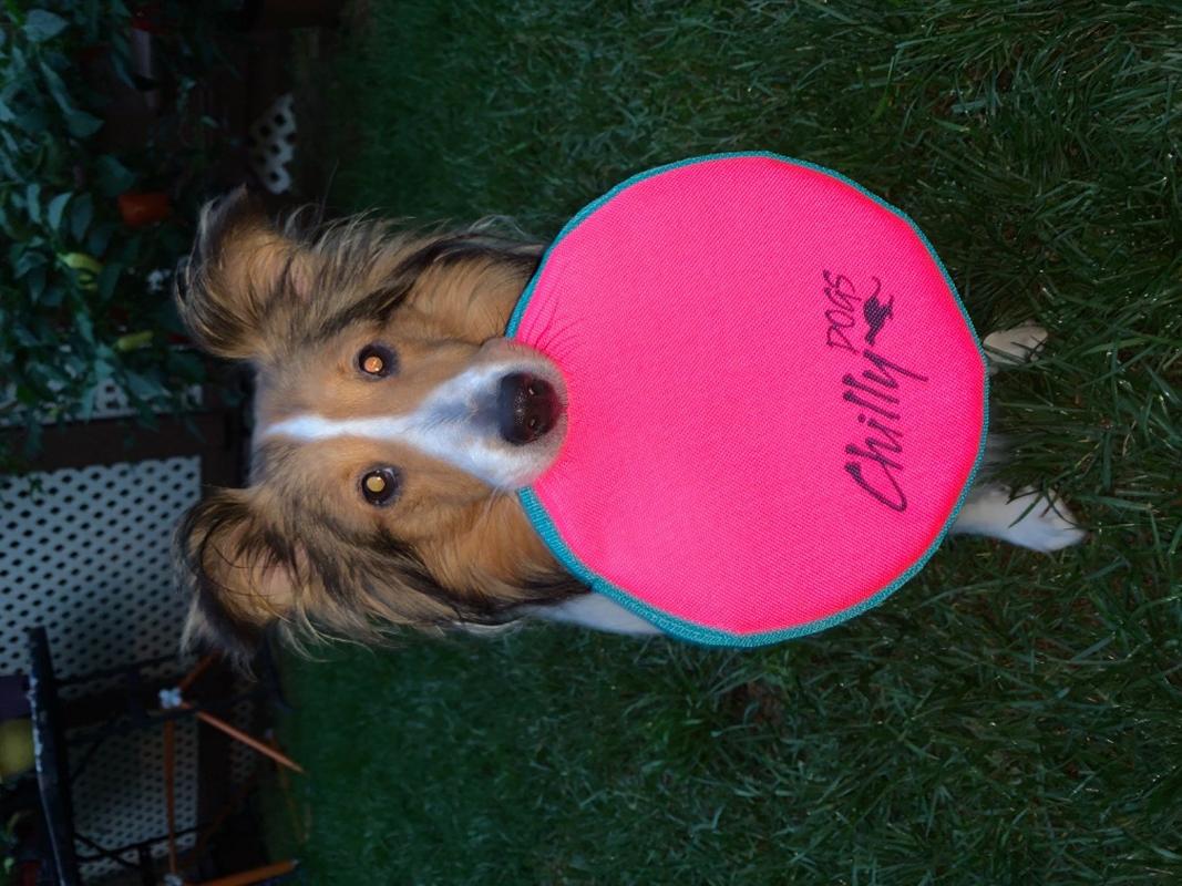 Love store dog frisbee