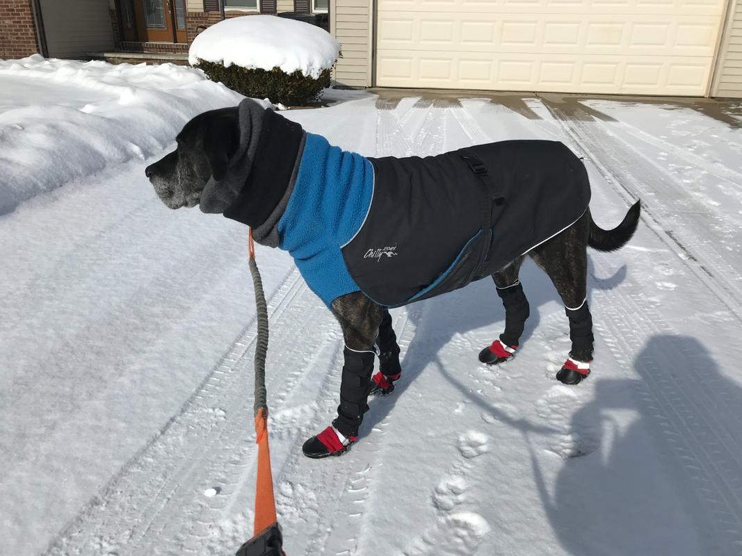 Dog boots that actually stay outlet on