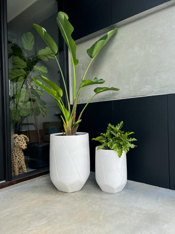 pothos golden plant Golden Pothos 6"