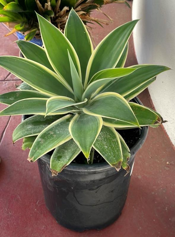 Variegated Fox Tail Agave (Agave attenuata 'Ray of Light')  Plants Express