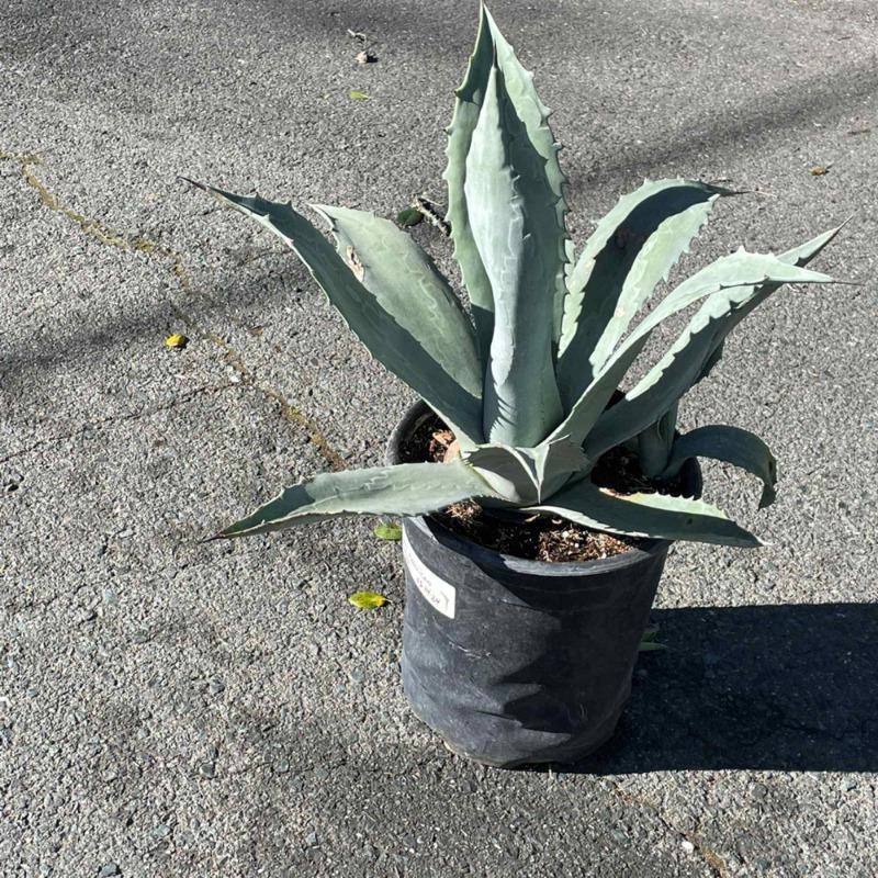 Blue American Agave Plant - Plants Express