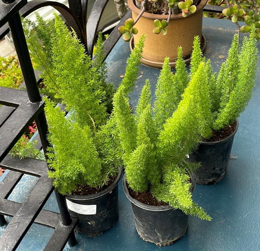 Foxtail Asparagus Fern