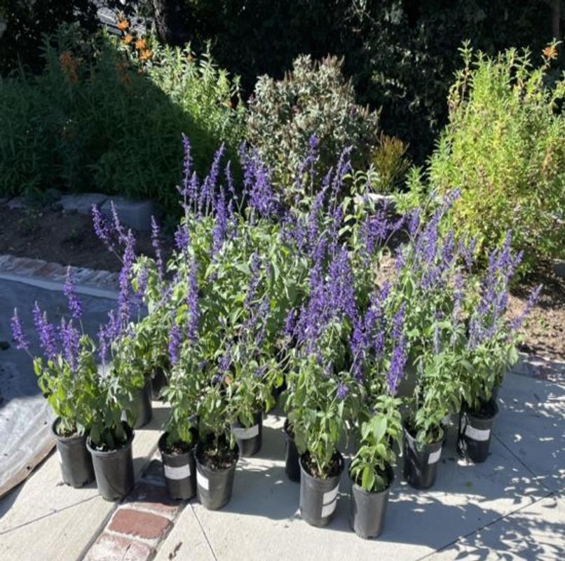 Mystic Spires Blue Salvia, Salvia x 'Balsalmisp' PP #PP18054