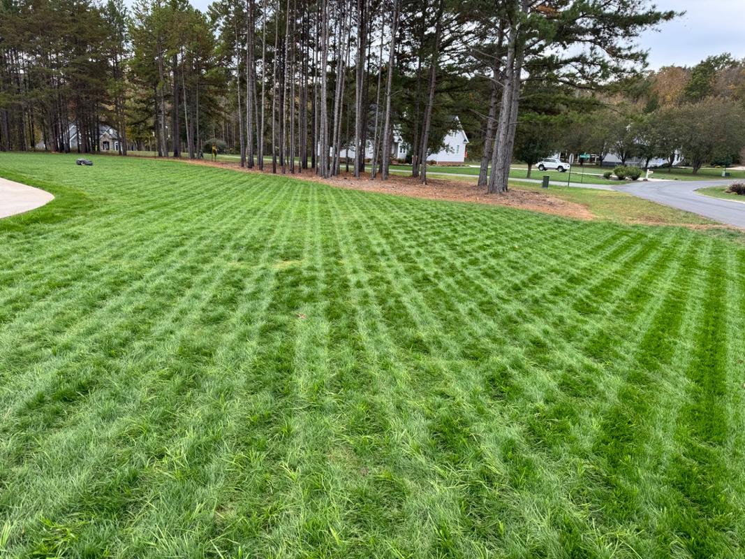 Crown Jewel Tall Fescue Seed – Premium Turf-Type Blend for