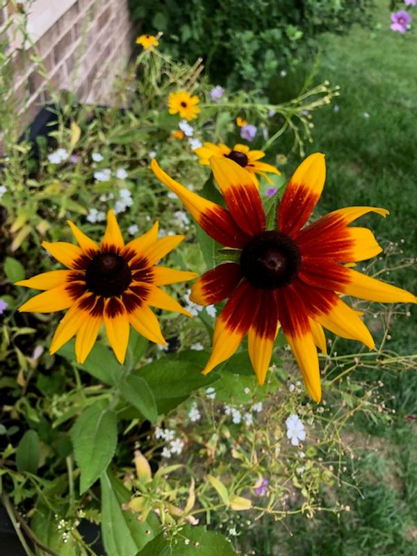  Eden Brothers All Perennial Wildflower Mixed Seeds