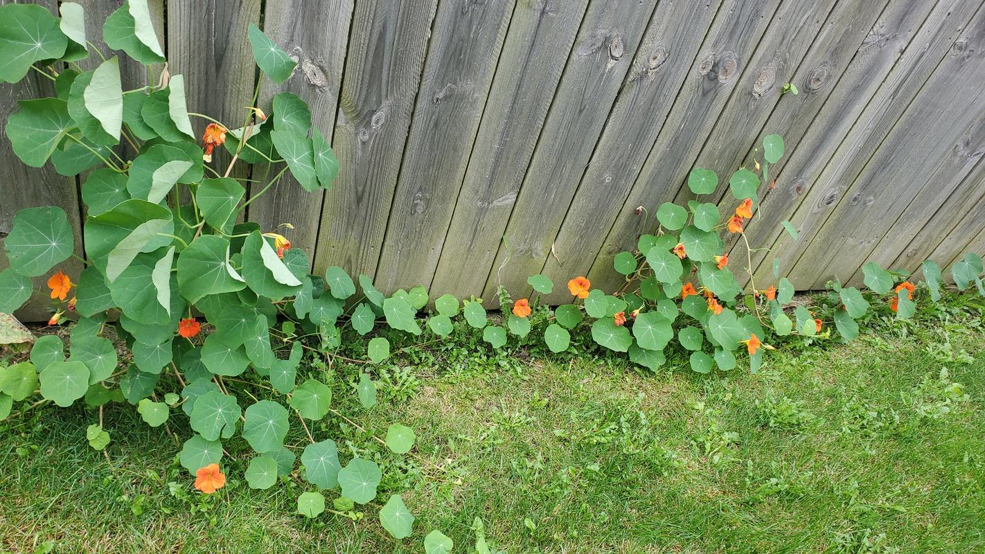 Climbing Nasturtium Seeds