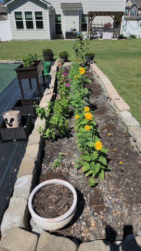 Sunflower Seeds (Dwarf) - Yellow Pygmy - Ounce, Eden Brothers