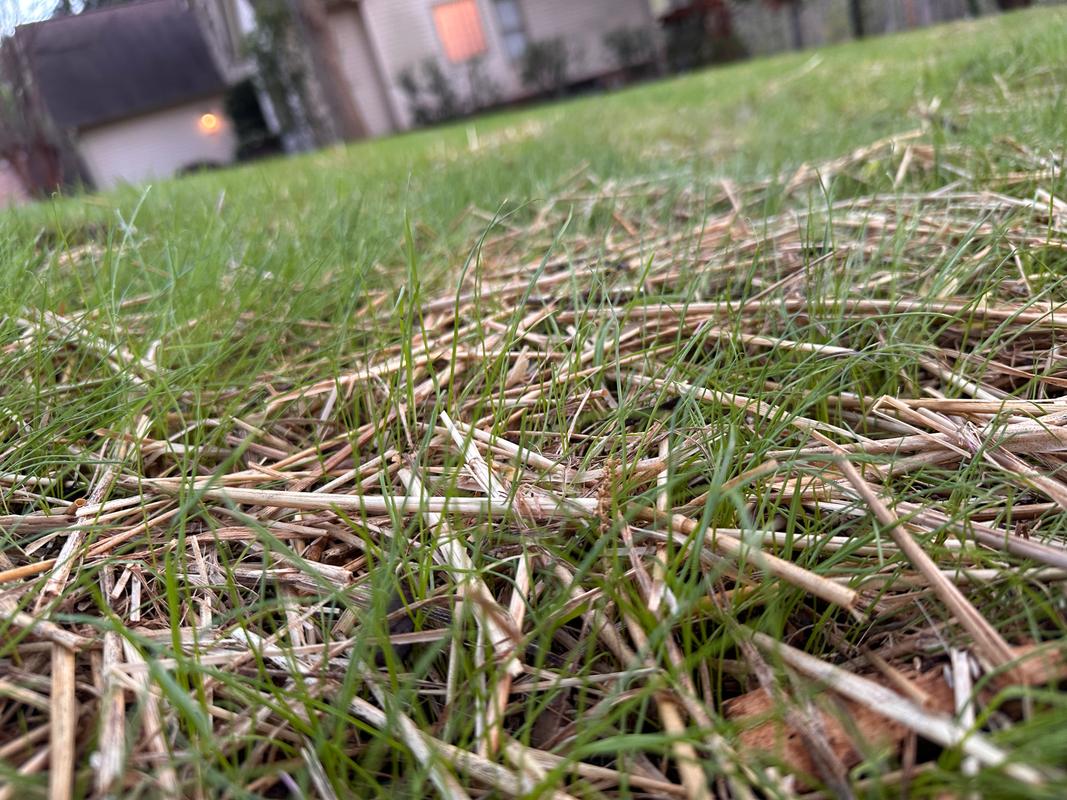 Black Beauty® Sun Shade Grass Seed Jonathan Green