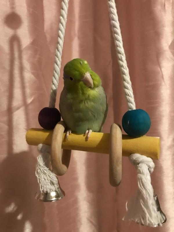 Parrot best sale swing review