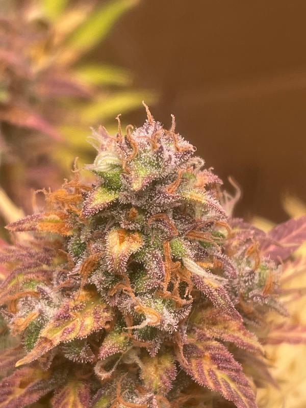Mimosa Autoflower Seeds For Sale | Buy Online >>> ILGM