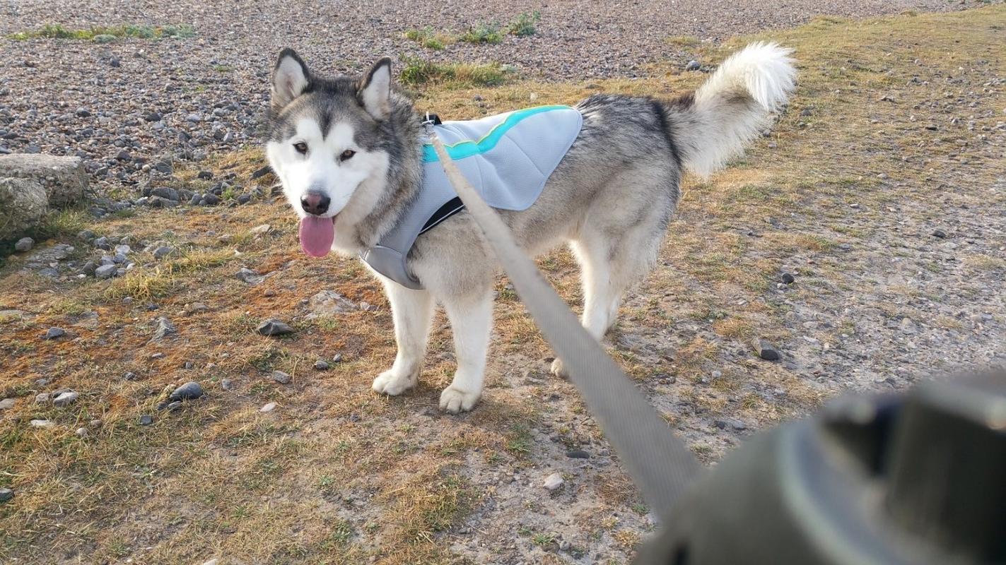 Ruffwear cooling outlet vest