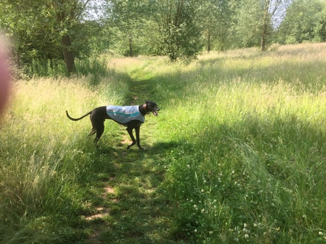 Ruffwear Swamp Cooler Vest Keep Your Dog Cool on Hot Days