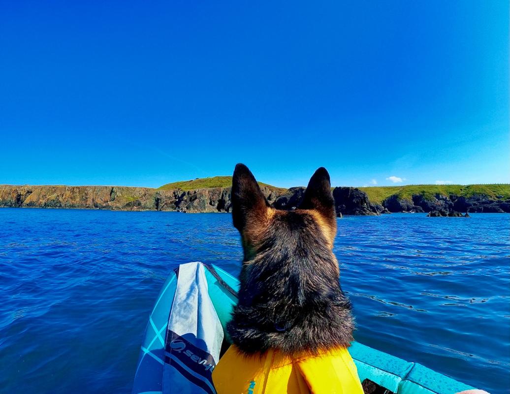 Ruffwear dog life outlet vest