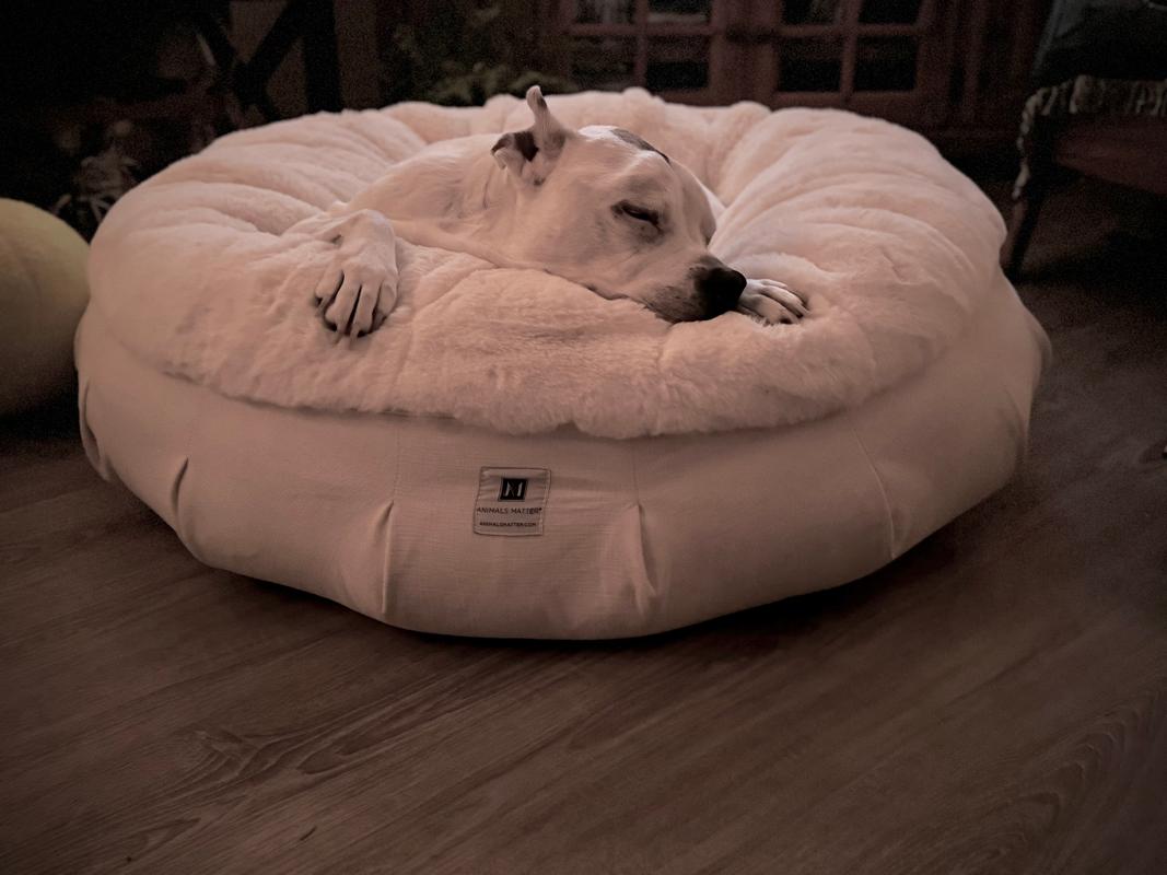 Ruby Puff Ortho Companion Pedic Luxury Dog Bed