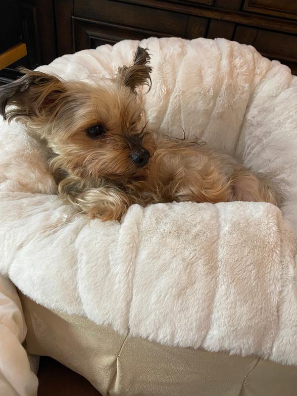 Animals Matter Faux Fur Shag Puff Companion-Pedic Luxury Dog Bed Chocolate / L | Premium Pet Supplies for Dogs & Puppies