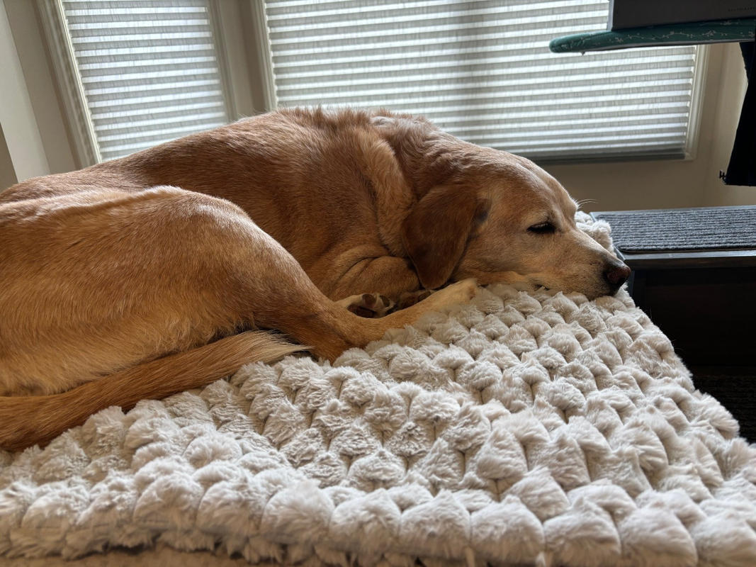 Designer dog online blanket