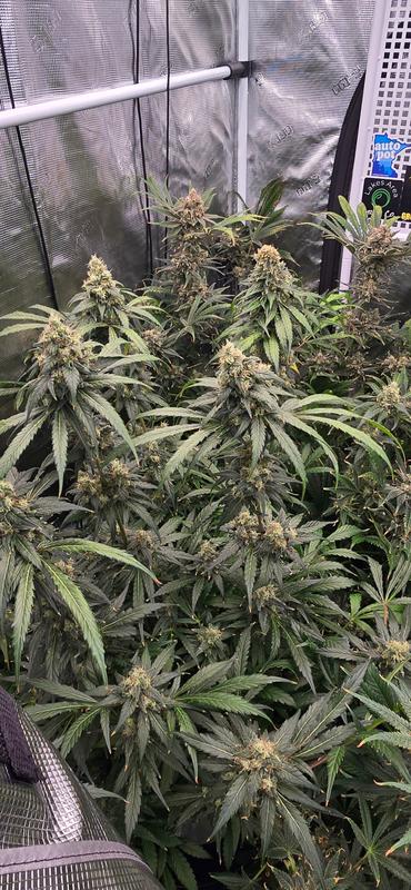 【Sativa】 Jack Herer 1ml CBD 12 Sativa】 Jack Herer 1ml CBD 12 THCA Vape Cart 1mL (S) Jack