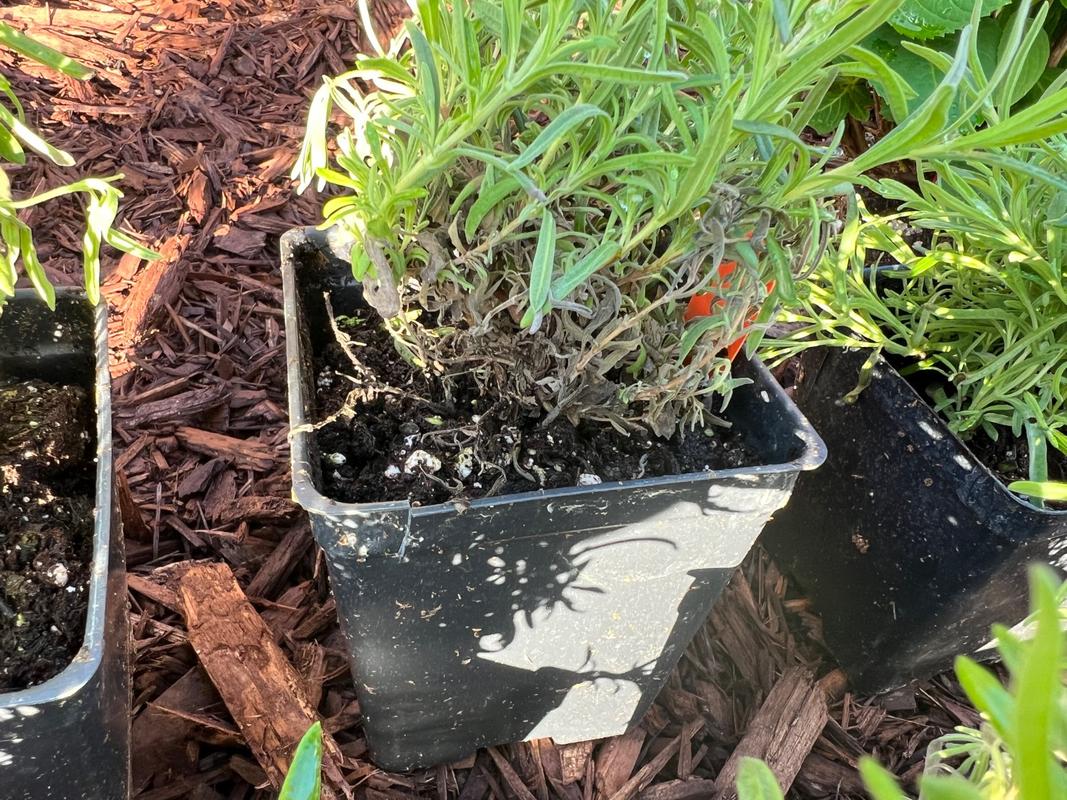 Lavandula Lavish&reg; Pink Lavender  Wayside Gardens