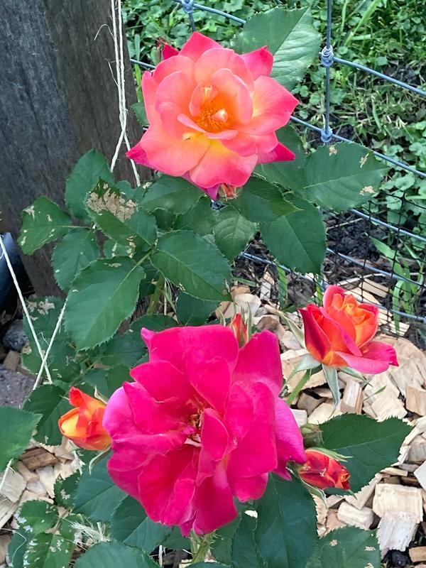50pcs Seeds Clmbng Joseph's Coat Rose Bush Seeds.0115 - Etsy