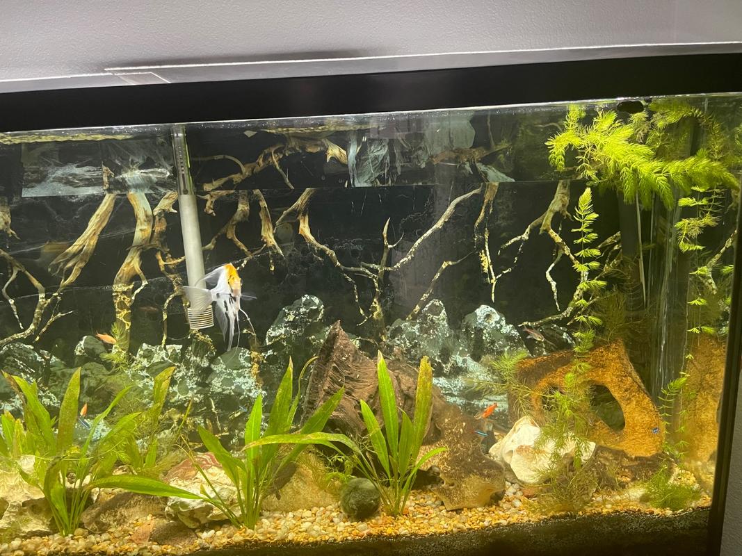 Aquarium Plants Nearby Fish Aquarium Shop PietyPet Artificial