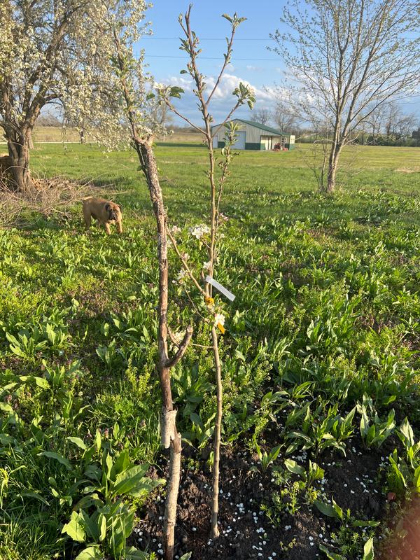 Honeycrisp Apple Tree  Grow Organic Apples At Home - PlantingTree