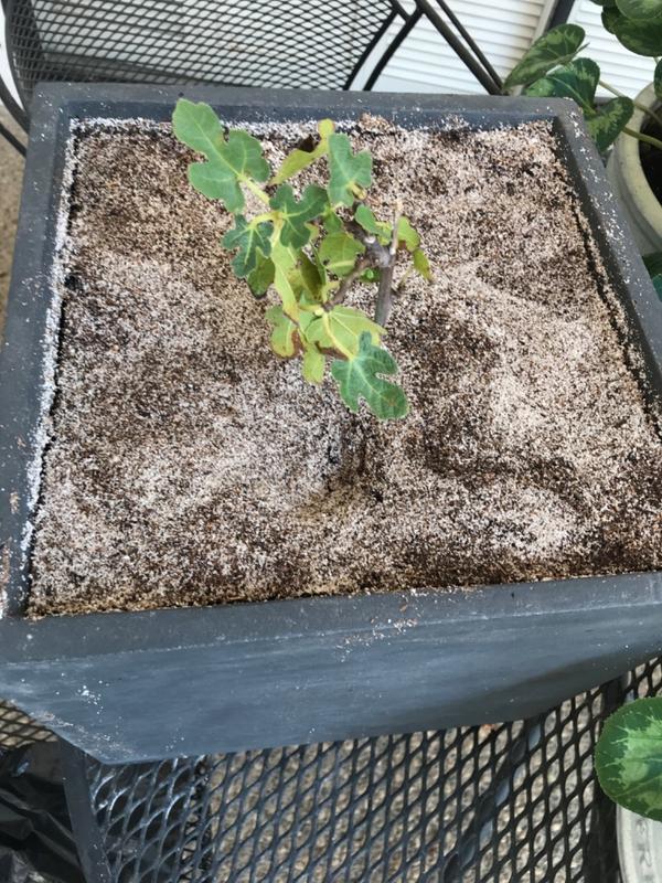 Brown Turkey Fig Tree - PlantingTree
