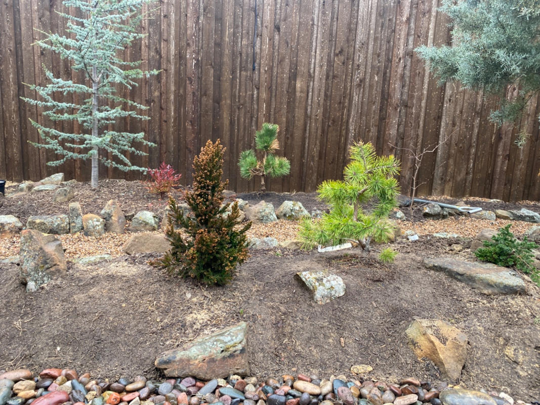 Black Dragon Cryptomeria | Japanese Cedar | PlantingTree - PlantingTree