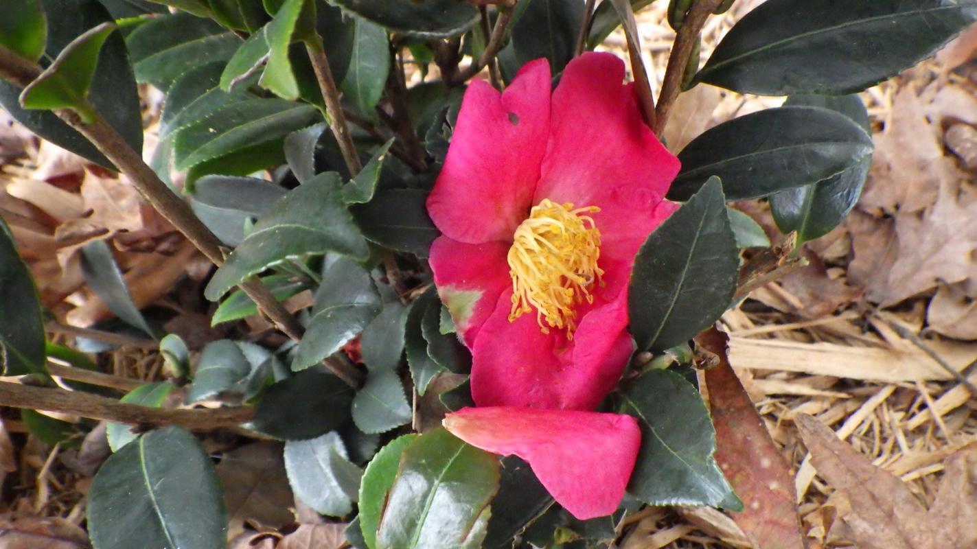 Kramer's Supreme Camellia - PlantingTree