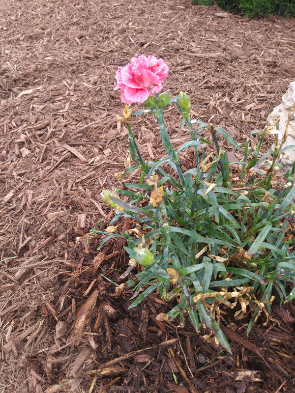 Dianthus caryophyllus 'SuperTrouper Silver Pink' (Carnation)
