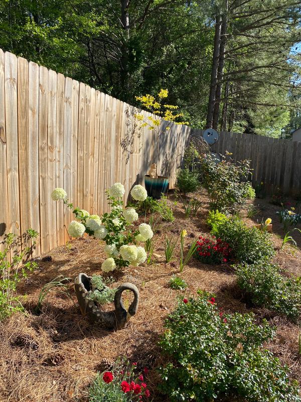 Common Snowball Bush PlantingTree
