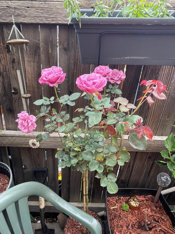 Angel Face Rose | Angel Face Rose for Sale - PlantingTree