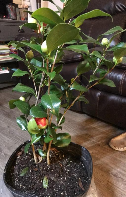 Kramer's Supreme Camellia - PlantingTree