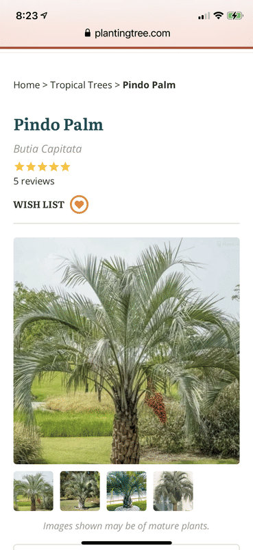 Pindo Palm | Pindo Palm Tree - PlantingTree