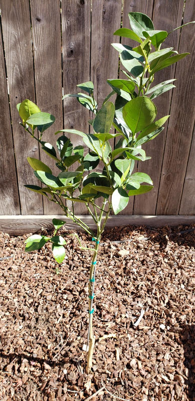 Navel Orange Tree  Navel Orange Tree for Sale - PlantingTree