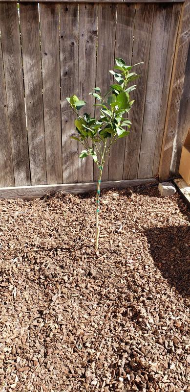 Navel Orange Tree  Navel Orange Tree for Sale - PlantingTree