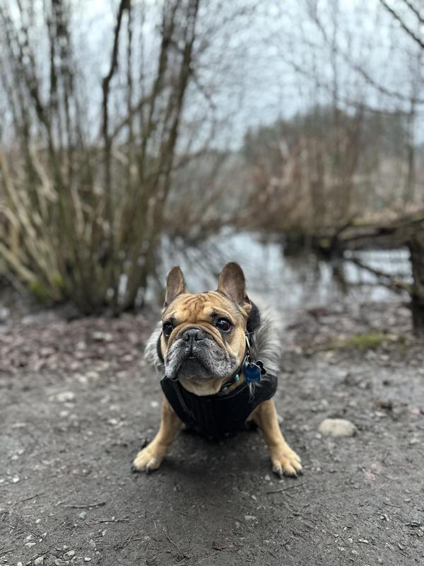 Eco+ Alaskan Army Parka - Sustainable Dog Coat | Canada Pooch