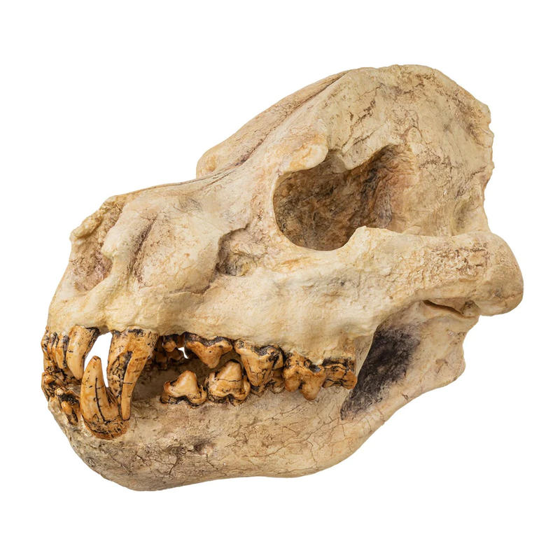 Replica Giant Hyena Fossil Skull For Sale — Skulls Unlimited