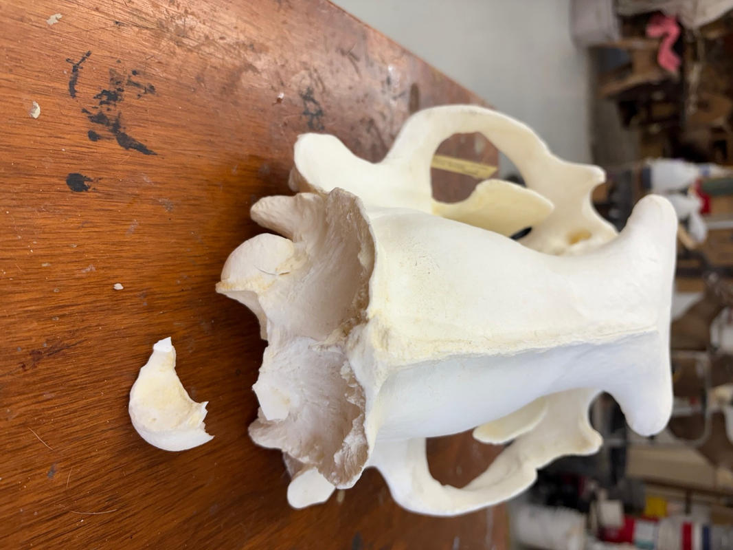 Replica Polar Bear Skull For Sale — Skulls Unlimited International