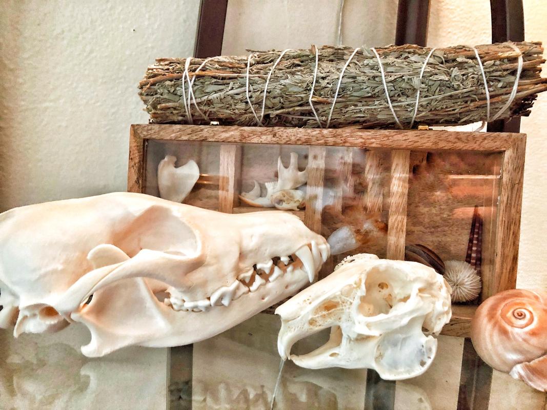 Real Predator and Prey Skull Set — Skulls Unlimited International