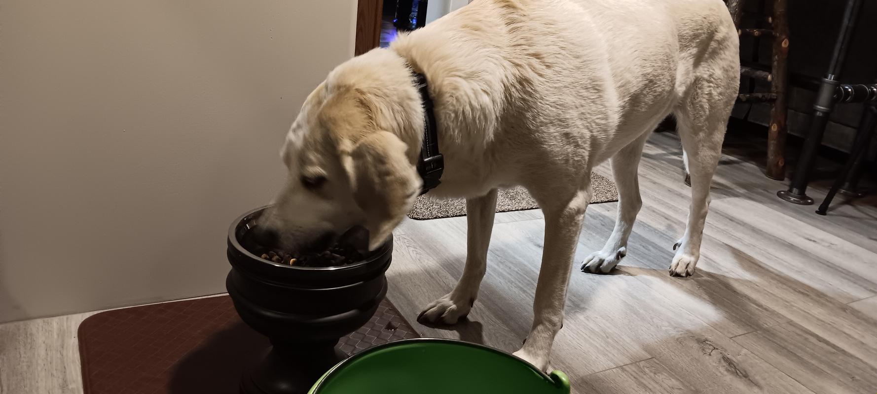 How tall should my elevated dog bowl be? – Pet Junkie