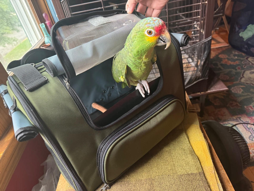 Pet bird travel carriers best sale