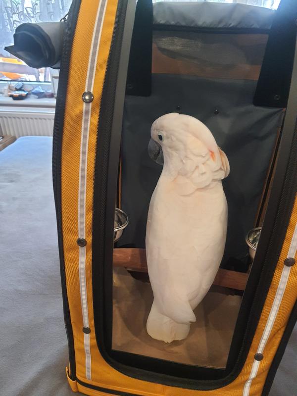 Celltei Large size Pak-o-Bird Bird Backpack Travel Carrier