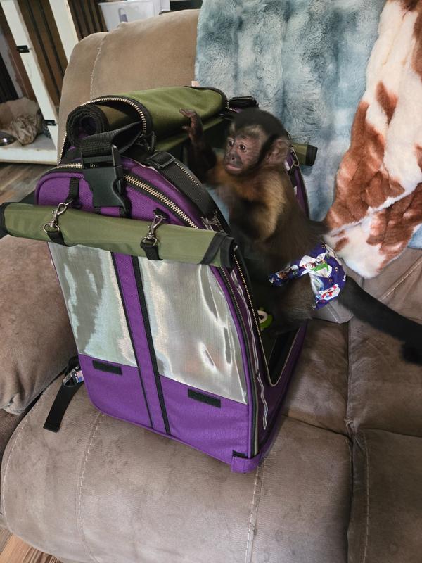 Pak-o-Monkey (2026) - Celltei