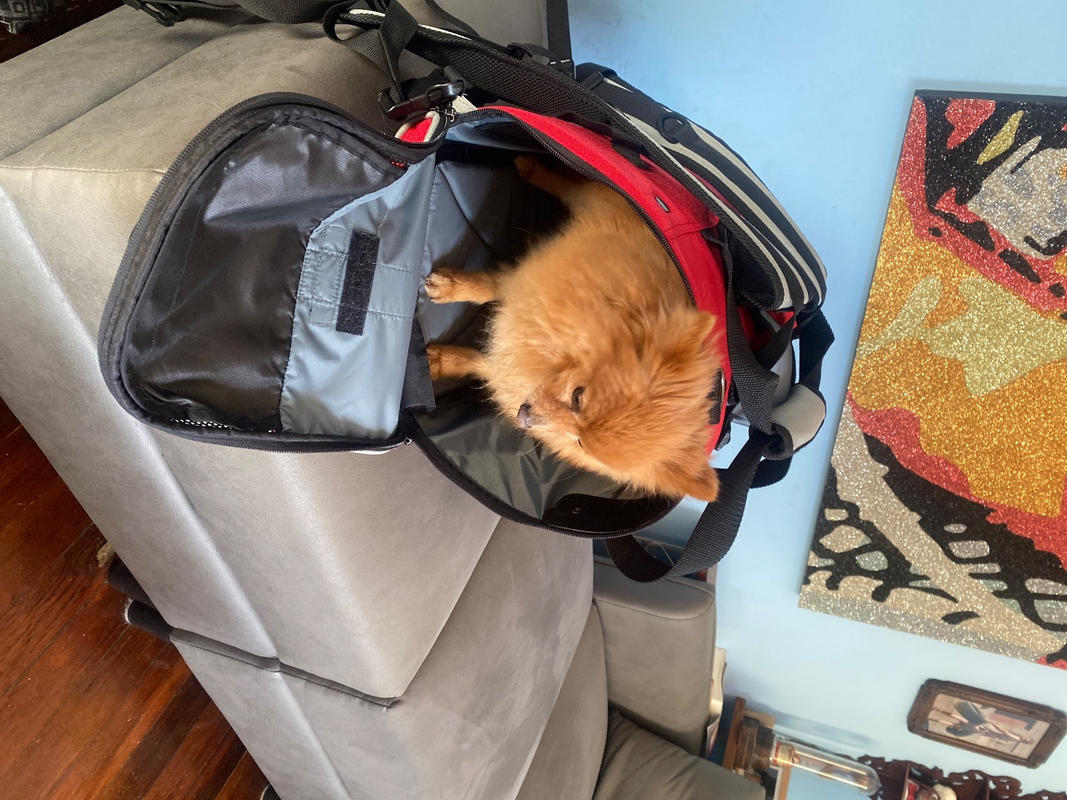 Celltei Active Cordura® Backpack-o-pet pet carrier