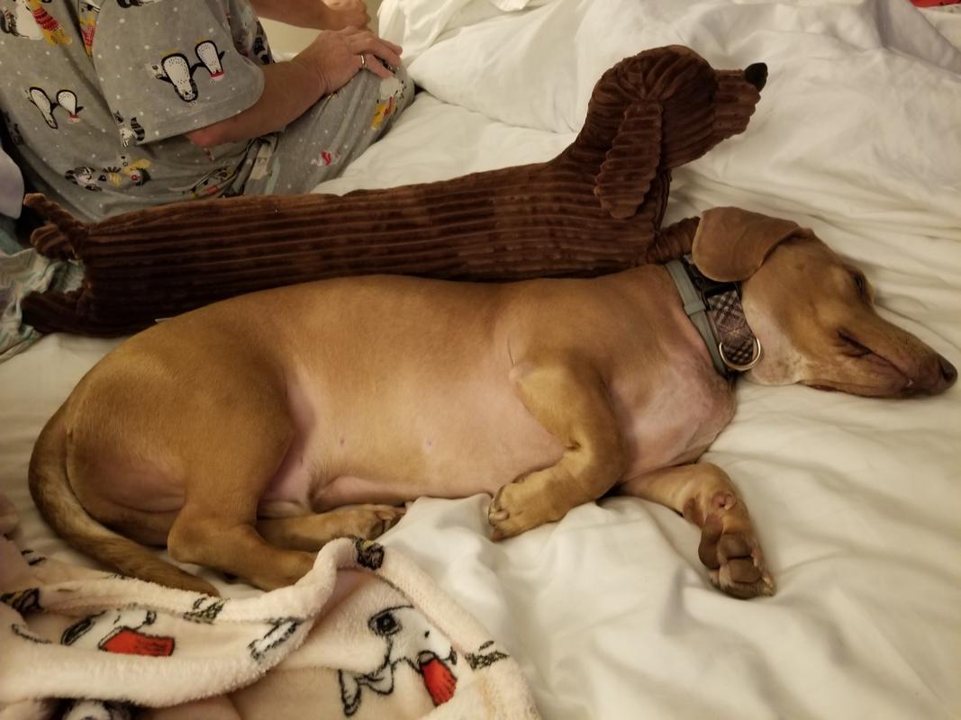 Dachshund travel clearance pillow