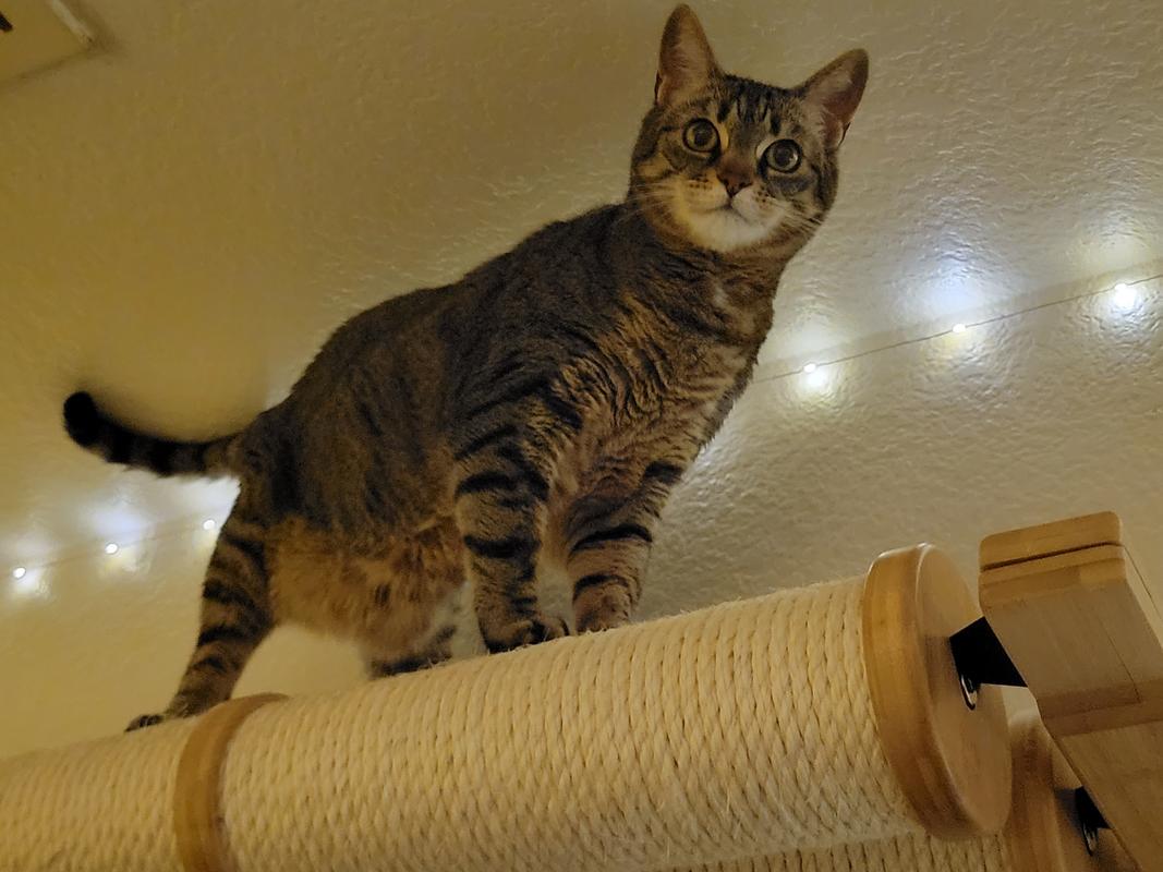 Senior cat scratching outlet post