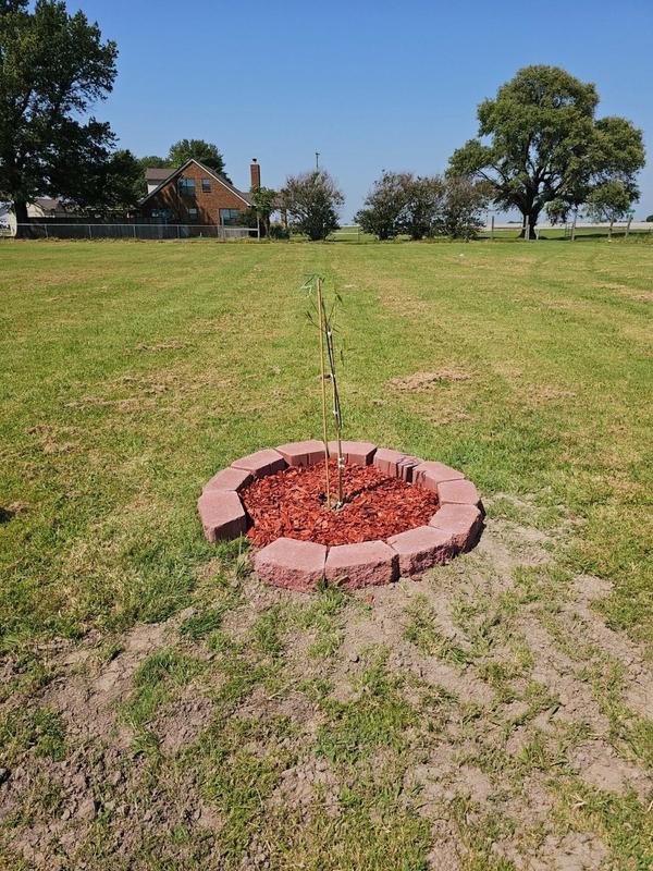 Willow Tree Urn, Bio Urn, Cremation Tree, Ashes into Willow Tree — The  Living Urn